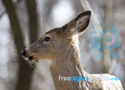 Isolated Photo Of An Awake Wild Deer In The Forest Stock Photo