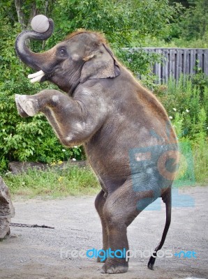 Isolated Photo Of An Elephant Standing On Two Legs Stock Photo