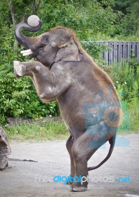 Isolated Photo Of An Elephant Standing On Two Legs Stock Photo