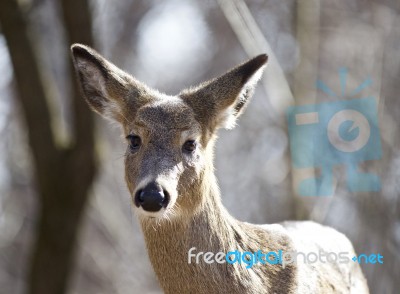 Isolated Photo Of An Unsure Wild Deer In The Forest Stock Photo