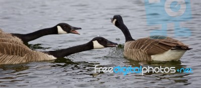 Isolated Photo Of Three Angry Geese Stock Photo