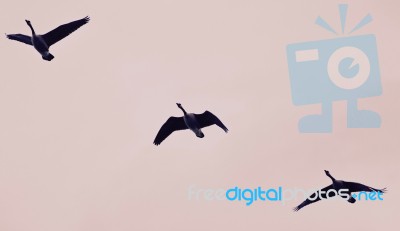 Isolated Photo Of Three Canada Geese Flying Stock Photo