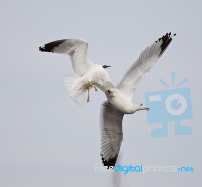 Isolated Photo Of Two Fighting Gulls Stock Photo