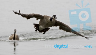 Isolated Photo With A Canada Goose Flying Away From His Rival Stock Photo