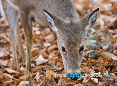 Isolated Picture Of A Cute Wild Deer Eating Leaves In Forest Stock Photo