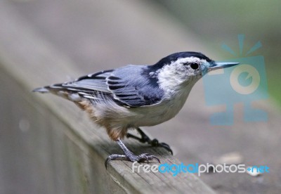 Isolated Picture Of A White-breasted Nuthatch Bird Stock Photo