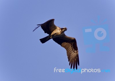 Isolated Picture With A Beautiful Hawk Flying Stock Photo