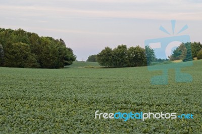 Isolated Picture With A Beautiful Potatoes Field Stock Photo