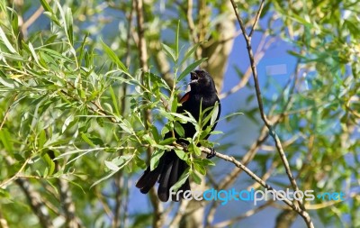 Isolated Picture With A Blackbird Sitting Stock Photo