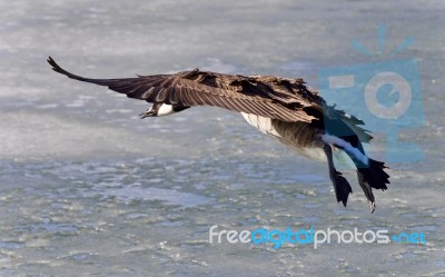 Isolated Picture With A Canada Goose Landing Stock Photo