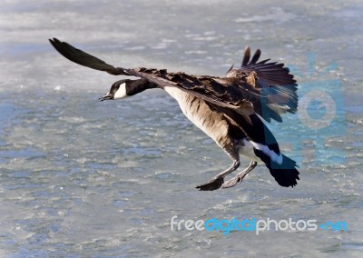 Isolated Picture With A Canada Goose Landing Stock Photo