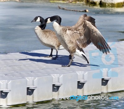 Isolated Picture With A Canada Goose Standing Stock Photo