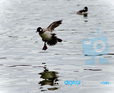 Isolated Picture With A Cute Duck Landing Stock Photo