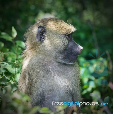 Isolated Picture With A Funny Baboon Looking Aside Stock Photo