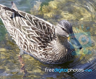 Isolated Picture With A Funny Duck Stock Photo