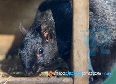 Isolated Picture With A Funny Squirrel Eating Nuts Stock Photo