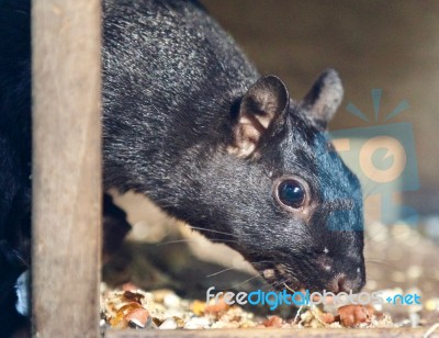 Isolated Picture With A Funny Squirrel Eating Nuts Stock Photo