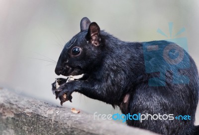 Isolated Picture With A Funny Squirrel Eating Nuts Stock Photo