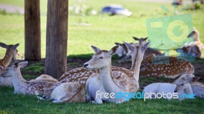 Isolated Picture With A Group Of Cute Small Deer Stock Photo