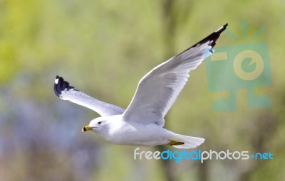 Isolated Picture With A Gull Flying In The Sky Stock Photo