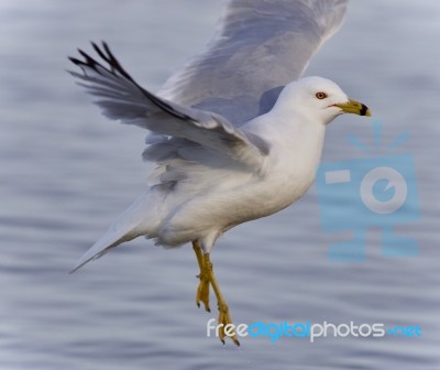 Isolated Picture With A Gull Flying Near A Shore Stock Photo