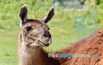 Isolated Picture With A Llama Looking At Camera Stock Photo