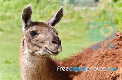 Isolated Picture With A Llama Standing Awake Stock Photo