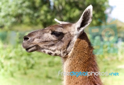 Isolated Picture With A Llama Standing Awake Stock Photo