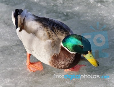 Isolated Picture With A Mallard Standing On Ice Stock Photo