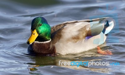 Isolated Picture With A Mallard Swimming In Lake Stock Photo