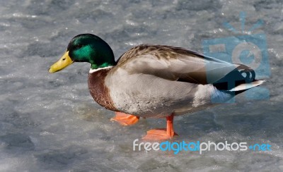 Isolated Picture With A Mallard Walking On Ice Stock Photo