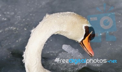 Isolated Picture With A Mute Swan Drinking Water Stock Photo