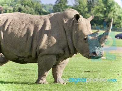 Isolated Picture With A Rhinoceros Standing Awake Stock Photo