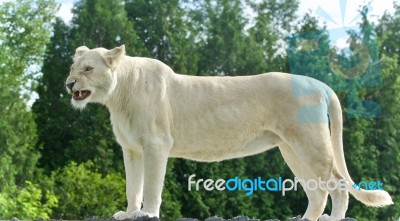 Isolated Picture With A Scary White Lion Screaming Stock Photo