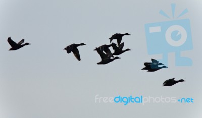 Isolated Picture With A Swarm Of Ducks Flying Stock Photo