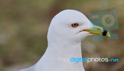 Isolated Picture With A Thoughtful Gull Stock Photo