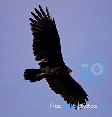 Isolated Picture With A Vulture In The Sky Stock Photo