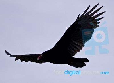 Isolated Picture With A Vulture In The Sky Stock Photo