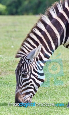 Isolated Picture With A Zebra Eating The Grass Stock Photo