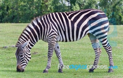 Isolated Picture With A Zebra Eating The Grass Stock Photo