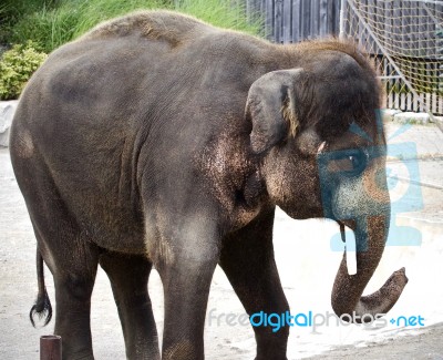 Isolated Picture With An Elephant Looking At A Mob Stock Photo