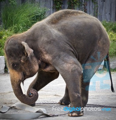 Isolated Picture With An Elephant Showing Circus Stock Photo