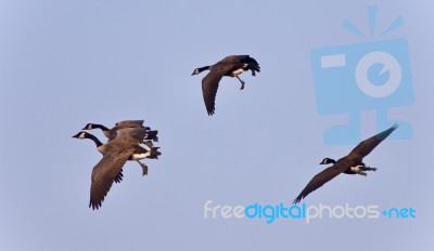 Isolated Picture With Few Canada Geese Flying Stock Photo