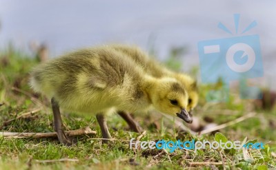 Isolated Picture With Two Chicks Of Canada Geese Stock Photo