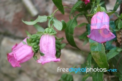 Isolated Pink Bellflower Stock Photo