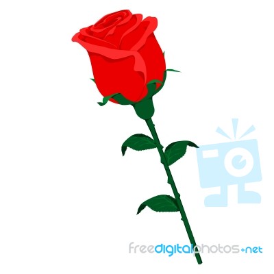 Isolated Rose Stock Image