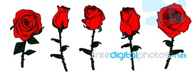 Isolated Roses Stock Image