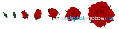 Isolated Roses Stock Image