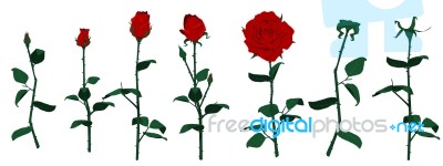 Isolated Roses Stock Image