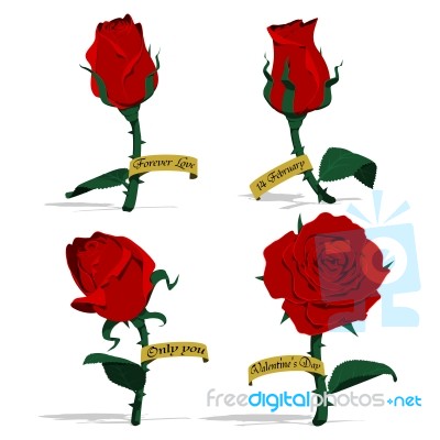 Isolated Roses Stock Image